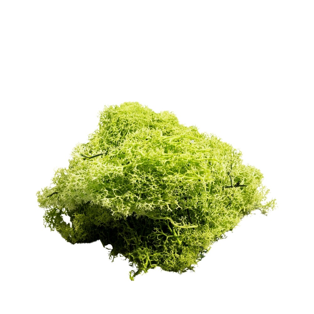 Muschio Nordico 450gr Verde mela